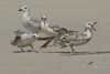 Larus armenicus